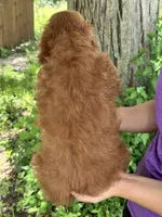 Lily , a female Cavapoo and Cavalier King Charles Spaniel for sale in Marshfield, MO – 8 of 8