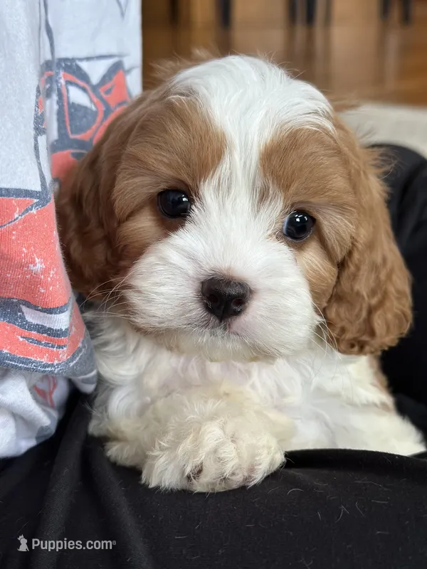 Elliott – Cavapoo, Cavalier King Charles Spaniel puppy for sale in Missouri, MO