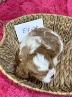 Elliott, a male Cavapoo and Cavalier King Charles Spaniel for sale in Missouri, MO – Photo 8 of 8