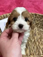 Elliott, a male Cavapoo and Cavalier King Charles Spaniel for sale in Missouri, MO – Photo 5 of 8