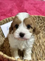 Elliott, a male Cavapoo and Cavalier King Charles Spaniel for sale in Missouri, MO – Photo 4 of 8