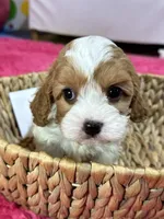 Elliott, a male Cavapoo and Cavalier King Charles Spaniel for sale in Missouri, MO – Photo 7 of 8