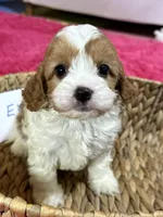 Elliott, a male Cavapoo and Cavalier King Charles Spaniel for sale in Missouri, MO – Photo 6 of 8