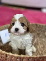 Elliott, a male Cavapoo and Cavalier King Charles Spaniel for sale in Missouri, MO – Photo 2 of 8