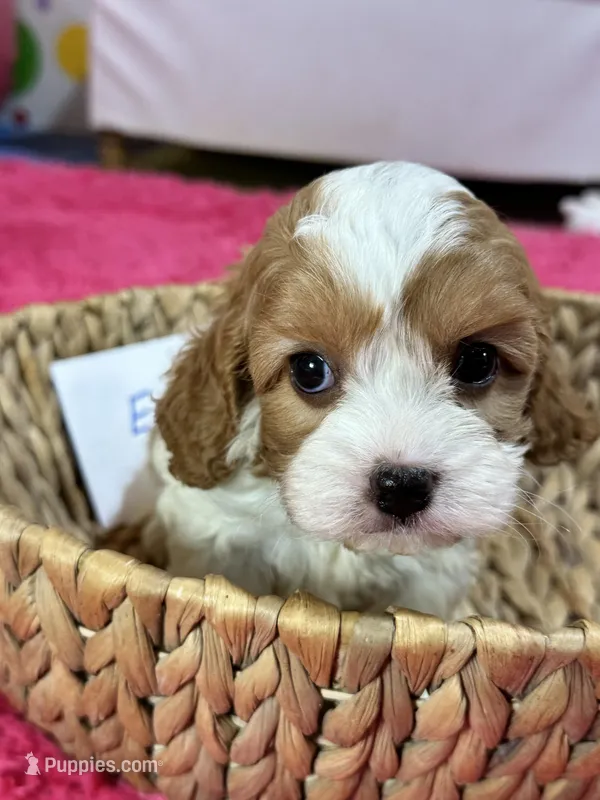Elliott – Cavapoo, Cavalier King Charles Spaniel puppy for sale in Missouri, MO