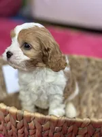 Elliott, a male Cavapoo and Cavalier King Charles Spaniel for sale in Missouri, MO – Photo 3 of 8