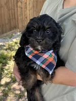 Gabe , a male Cavapoo and Cavalier King Charles Spaniel for sale in Marshfield, MO – 2 of 10