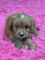 Lacy, a female Cavapoo and Cavalier King Charles Spaniel for sale in Marshfield, MO – 6 of 10