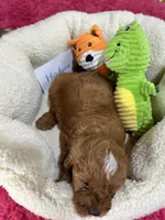 Hudson , a male Cavapoo and Cavalier King Charles Spaniel for sale in Marshfield, MO – 8 of 10