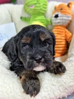 Billy , a male Cavapoo and Cavalier King Charles Spaniel for sale in Marshfield, MO – 2 of 6
