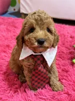 Gus, a male Cavapoo and Cavalier King Charles Spaniel for sale in Marshfield, MO – 2 of 10