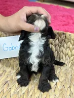 Gabriel , a male Cavapoo and Cavalier King Charles Spaniel for sale in Marshfield, MO – 7 of 8