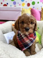Hudson , a male Cavapoo and Cavalier King Charles Spaniel for sale in Marshfield, MO – 7 of 10