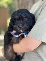 Gabe , a male Cavapoo and Cavalier King Charles Spaniel for sale in Marshfield, MO – 4 of 10