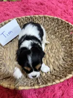 Tim, a male Cavalier King Charles Spaniel for sale in Marshfield, MO – 10 of 10
