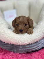 Lavern , a female Cavapoo and Cavalier King Charles Spaniel for sale in Marshfield, MO – 2 of 5