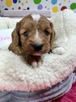 Shirley, a female Cavapoo and Cavalier King Charles Spaniel for sale in Marshfield, MO – 6 of 9