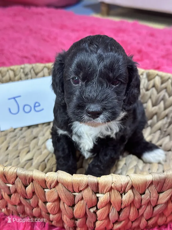 Joe – Cavapoo, Cavalier King Charles Spaniel puppy for sale in Marshfield, MO
