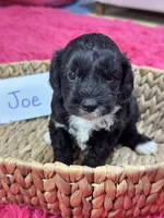 Joe, a male Cavapoo and Cavalier King Charles Spaniel for sale in Marshfield, MO – 1 of 7
