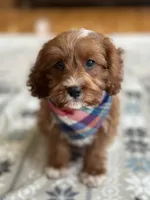 Jasper , a male Cavapoo and Cavalier King Charles Spaniel for sale in Marshfield, MO – 2 of 10