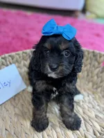 Paisley, a female Cavapoo and Cavalier King Charles Spaniel for sale in Marshfield, MO – 3 of 10