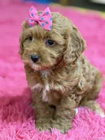 Lily, a female Cavapoo and Cavalier King Charles Spaniel for sale in Marshfield, MO – 9 of 10