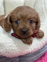 Fred, a male Cavapoo and Cavalier King Charles Spaniel for sale in Marshfield, MO – 5 of 10