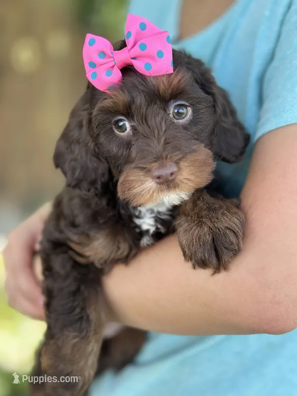 Coco – Cavapoo, Cavalier King Charles Spaniel puppy for sale in Marshfield, MO