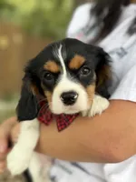 Ace , a male Cavalier King Charles Spaniel for sale in Marshfield, MO – 4 of 10