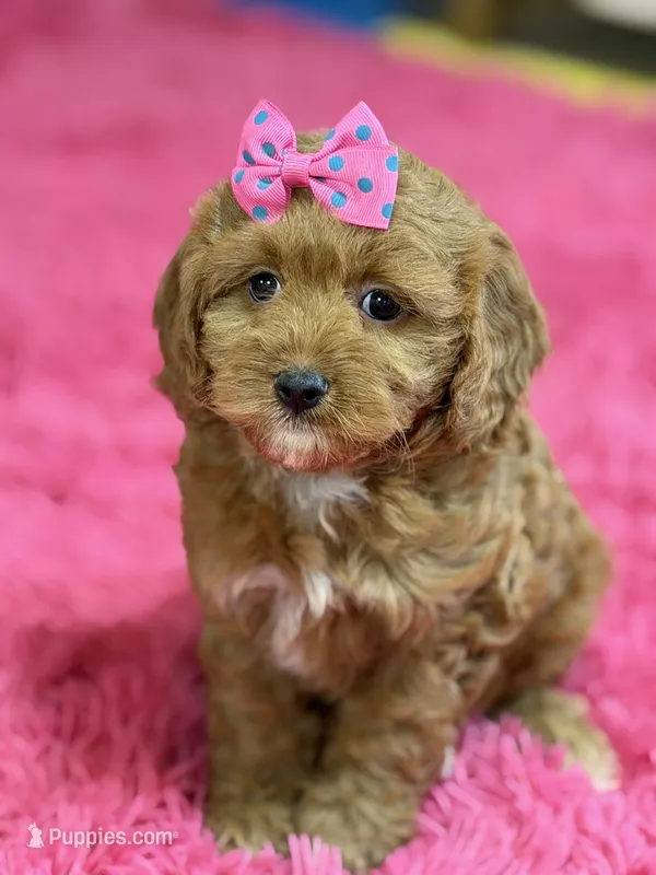 Lily – Cavapoo, Cavalier King Charles Spaniel puppy for sale in Marshfield, MO