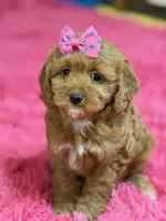 Lily, a female Cavapoo and Cavalier King Charles Spaniel for sale in Marshfield, MO – 1 of 10