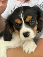 Ace , a male Cavalier King Charles Spaniel for sale in Marshfield, MO – 5 of 10