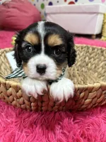Tim, a male Cavalier King Charles Spaniel for sale in Marshfield, MO – 7 of 10