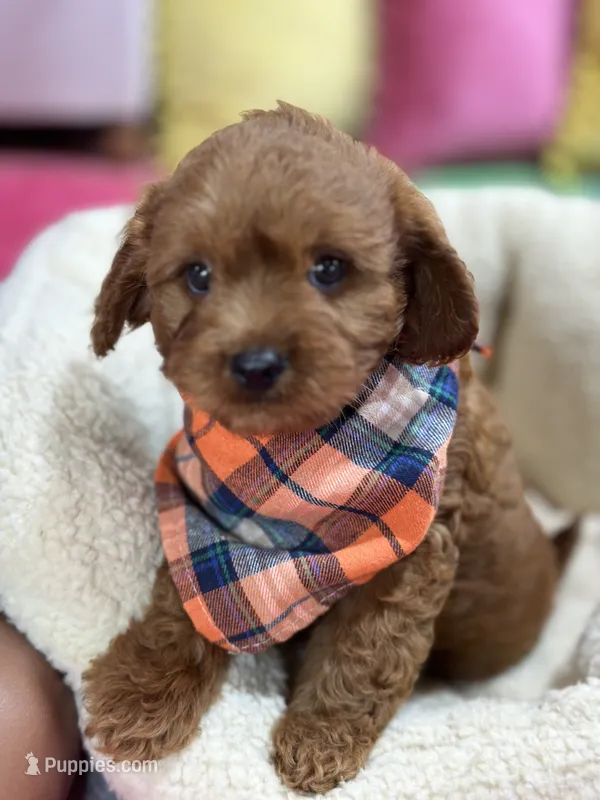 Opie – Cavapoo, Cavalier King Charles Spaniel puppy for sale in Marshfield, MO