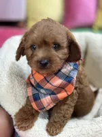 Opie, a male Cavapoo and Cavalier King Charles Spaniel for sale in Marshfield, MO – 6 of 10