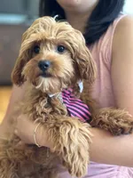 Rex , a male Cavapoo and Cavalier King Charles Spaniel for sale in Marshfield, MO – 3 of 10