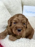 Herman, a male Cavapoo and Cavalier King Charles Spaniel for sale in Marshfield, MO – 5 of 7