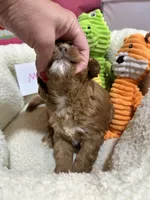 Marsha, a female Cavapoo and Cavalier King Charles Spaniel for sale in Marshfield, MO – 9 of 10