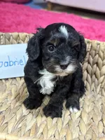 Gabriel , a male Cavapoo and Cavalier King Charles Spaniel for sale in Marshfield, MO – 2 of 8