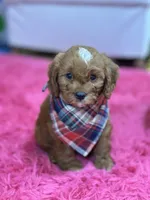 Hudson , a male Cavapoo and Cavalier King Charles Spaniel for sale in Marshfield, MO – 2 of 10
