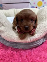 Fred, a male Cavapoo and Cavalier King Charles Spaniel for sale in Marshfield, MO – 6 of 10