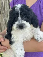 Tulip sale pending , a female Cavapoo and Cavalier King Charles Spaniel for sale in Marshfield, MO – 8 of 10