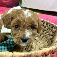 Ruben, a male Cavapoo and Cavalier King Charles Spaniel for sale in Missouri, MO – Photo 7 of 9