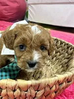 Ruben, a male Cavapoo and Cavalier King Charles Spaniel for sale in Missouri, MO – Photo 3 of 9