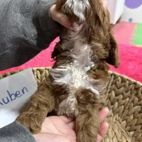 Ruben, a male Cavapoo and Cavalier King Charles Spaniel for sale in Missouri, MO – Photo 8 of 9