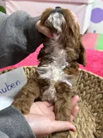 Ruben, a male Cavapoo and Cavalier King Charles Spaniel for sale in Missouri, MO – Photo 4 of 9