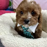 Ruben, a male Cavapoo and Cavalier King Charles Spaniel for sale in Missouri, MO – Photo 1 of 9
