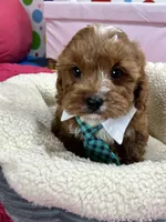 Ruben, a male Cavapoo and Cavalier King Charles Spaniel for sale in Missouri, MO – Photo 8 of 9