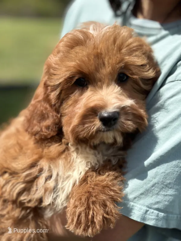 Ruben – Cavapoo, Cavalier King Charles Spaniel puppy for sale in Missouri, MO