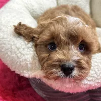Ruben, a male Cavapoo and Cavalier King Charles Spaniel for sale in Missouri, MO – Photo 3 of 9